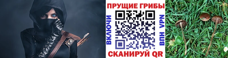 Псилоцибиновые грибы Psilocybe  где найти   Киренск 